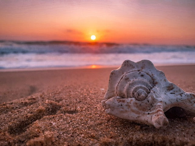 Sunrise over the beach with seashells in the sand